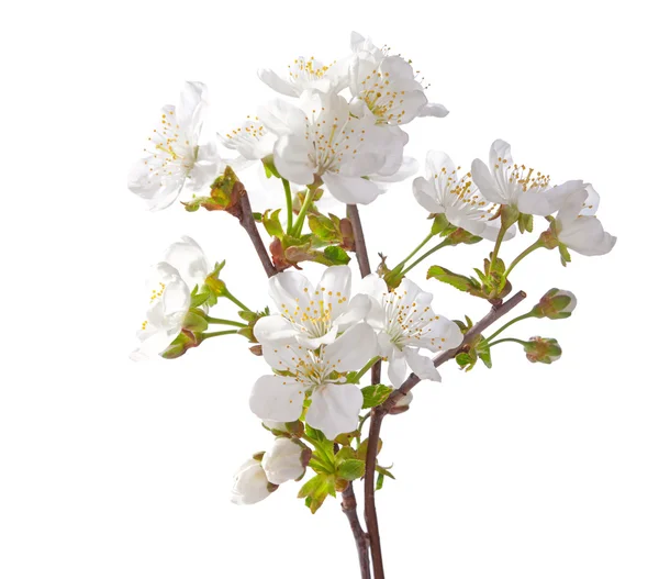 Flor de cerezo — Foto de Stock