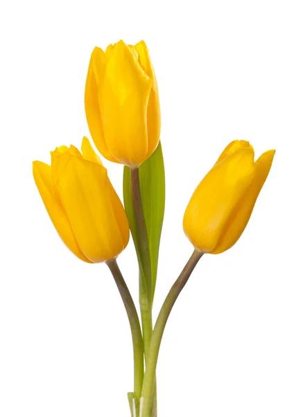 Tulipani gialli — Foto Stock