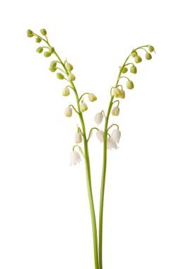 Lily of the Valley flowers clipart