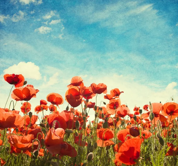 Gebied van papavers tegen blauwe hemel — Stockfoto