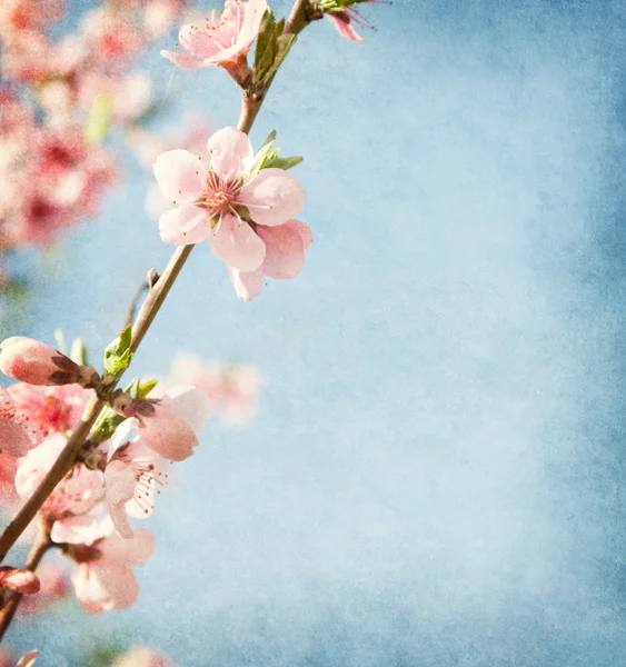 Pink Peach flowers against blue sky — Stock Photo, Image