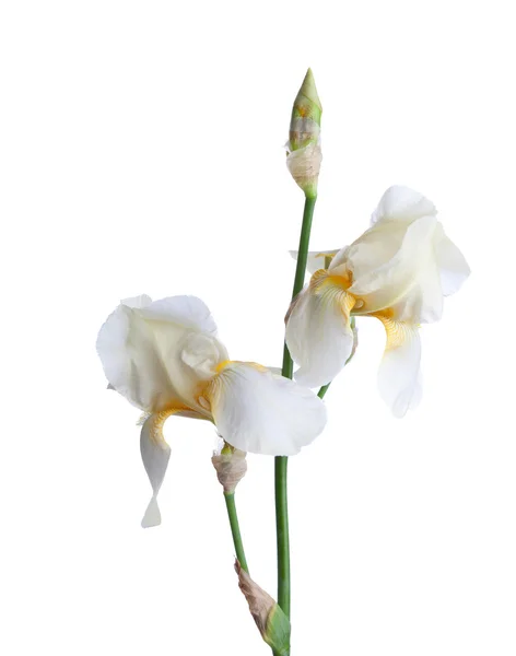 Bleke Iris meter bloemen — Stockfoto