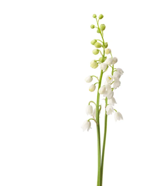 Lelie van de vallei bloemen — Stockfoto