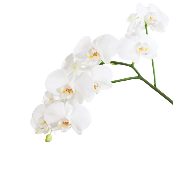 Білий orchid квіти — стокове фото