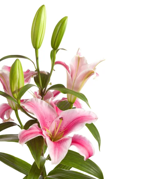 Pink lily blommor gäng — Stockfoto