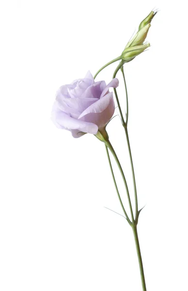 Licht paarse Eustoma bloem — Stockfoto