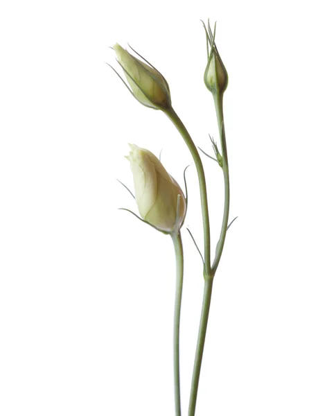 Tre knoppar av Eustomor blommor — Stockfoto