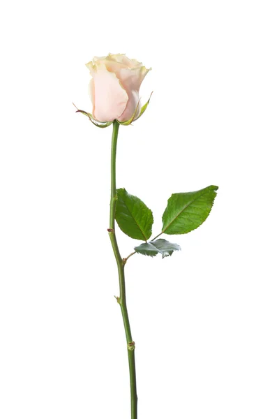 Бледная розовая роза — стоковое фото