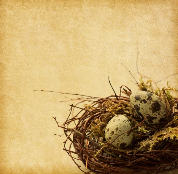 Two Quail eggs in nest. — Stock Photo, Image