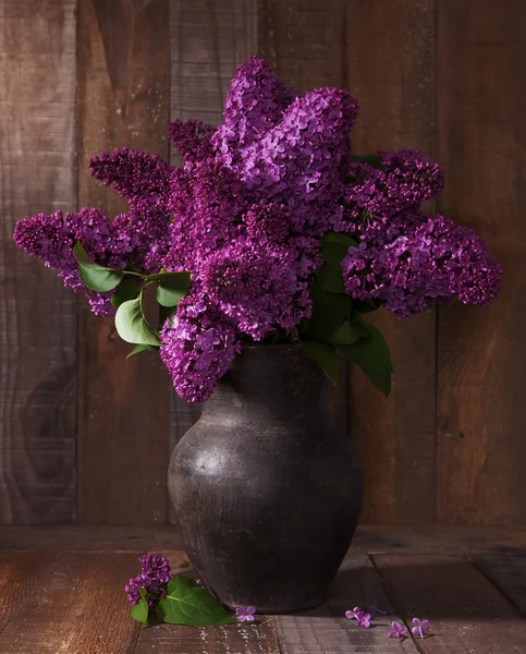 Purple Lilac in clay pot — Stock Photo, Image