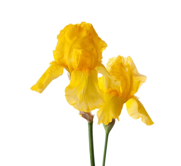 Gele iris bloemen — Stockfoto