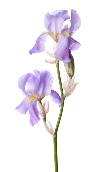 Iris lilas clair — Photo