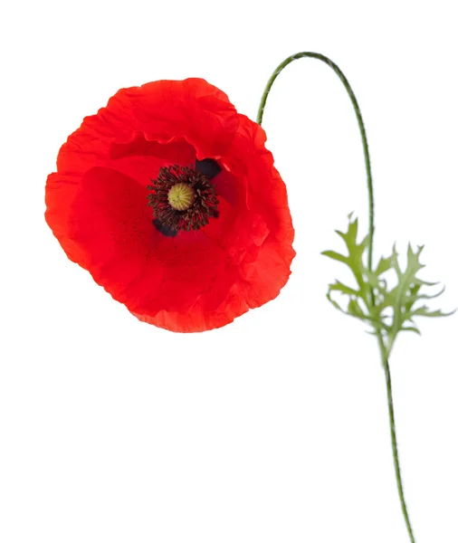 Papaver met stuifmeel op de bloembladeren — Stockfoto