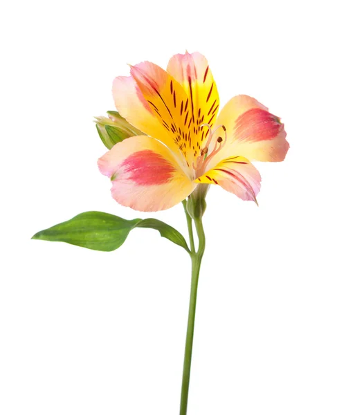 Alstroemeria flor sobre blanco — Foto de Stock