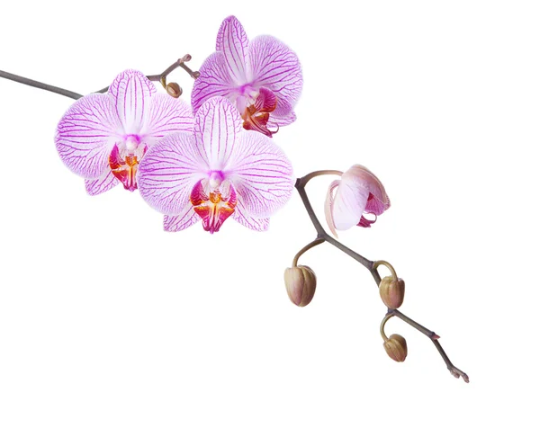 Pink orchid on white — Stock Photo, Image