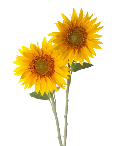 Sunflowers isolated on a white — Stock Photo, Image