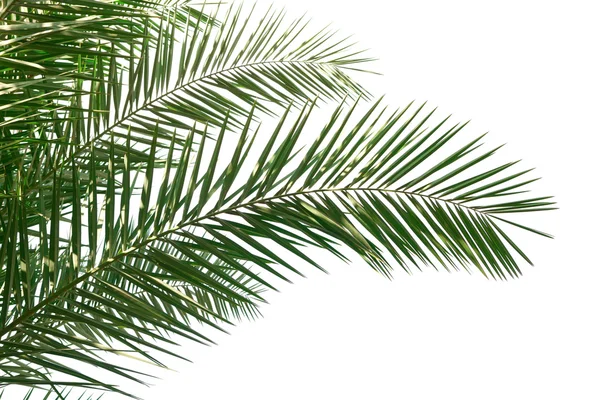 Palm Leaves on white background — Stock Photo, Image