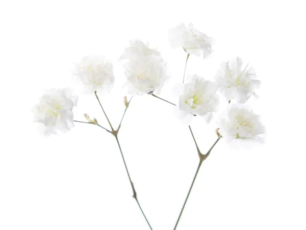 Gypsophila bílé květy — Stock fotografie