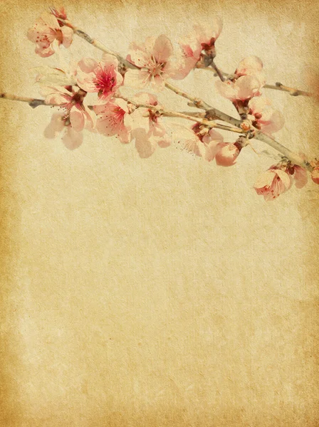 Gamla papper med peach blossom — Stockfoto