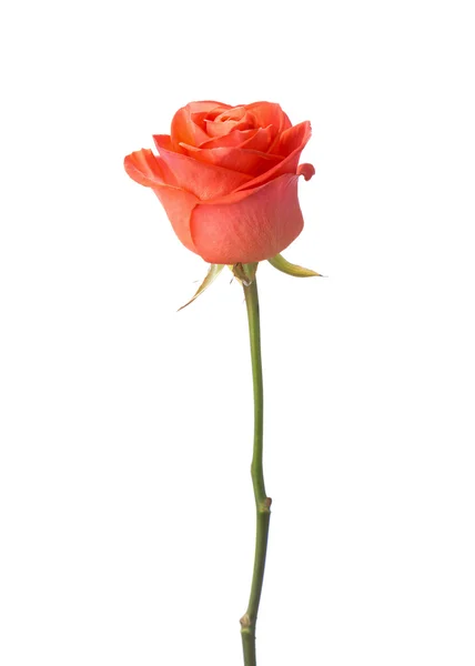 オレンジ色のバラの花 — ストック写真