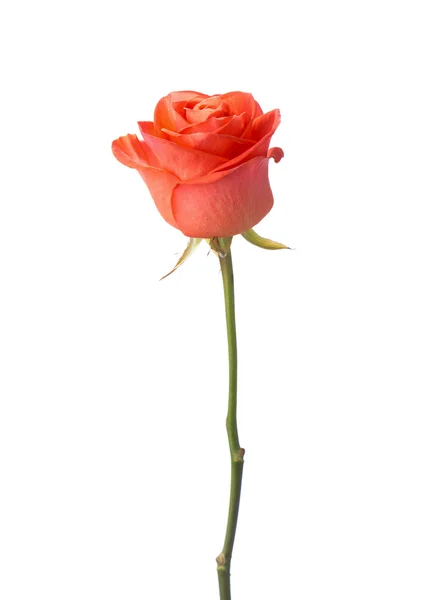 Orangefarbene Rose — Stockfoto