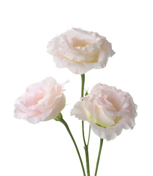 Drie bleek roze bloemen — Stockfoto