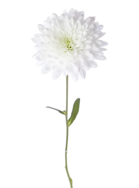 Chrysanthème blanc — Photo