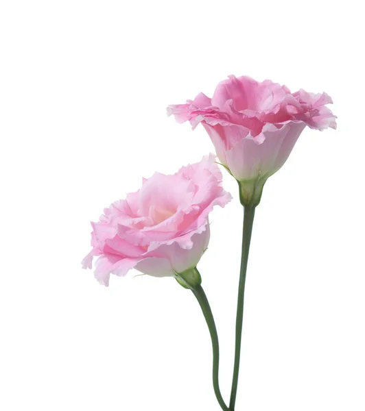 Twee roze bloemen van eustoma — Stockfoto