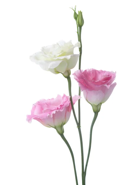 Τρία λουλούδια που απομονώνονται σε λευκό. — Φωτογραφία Αρχείου