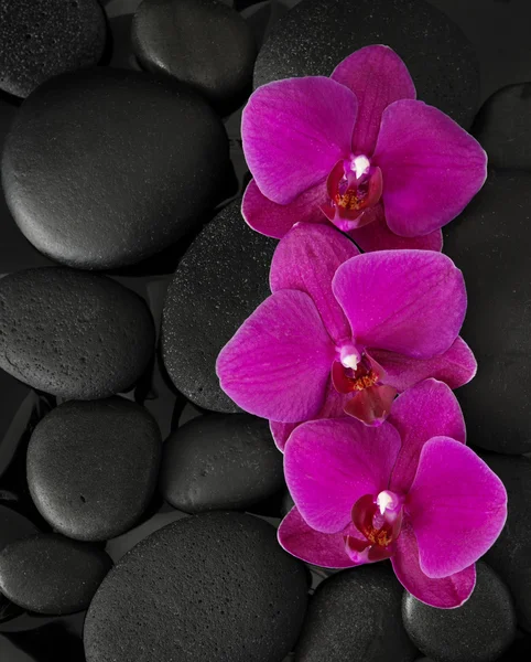 Drei Orchideen — Stockfoto