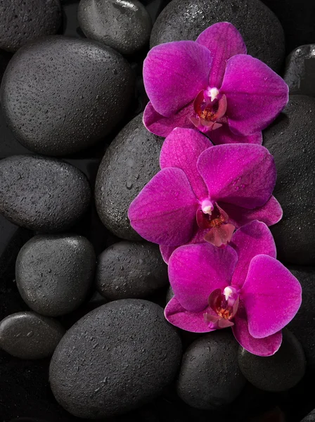Три фиолетовые орхидеи — стоковое фото
