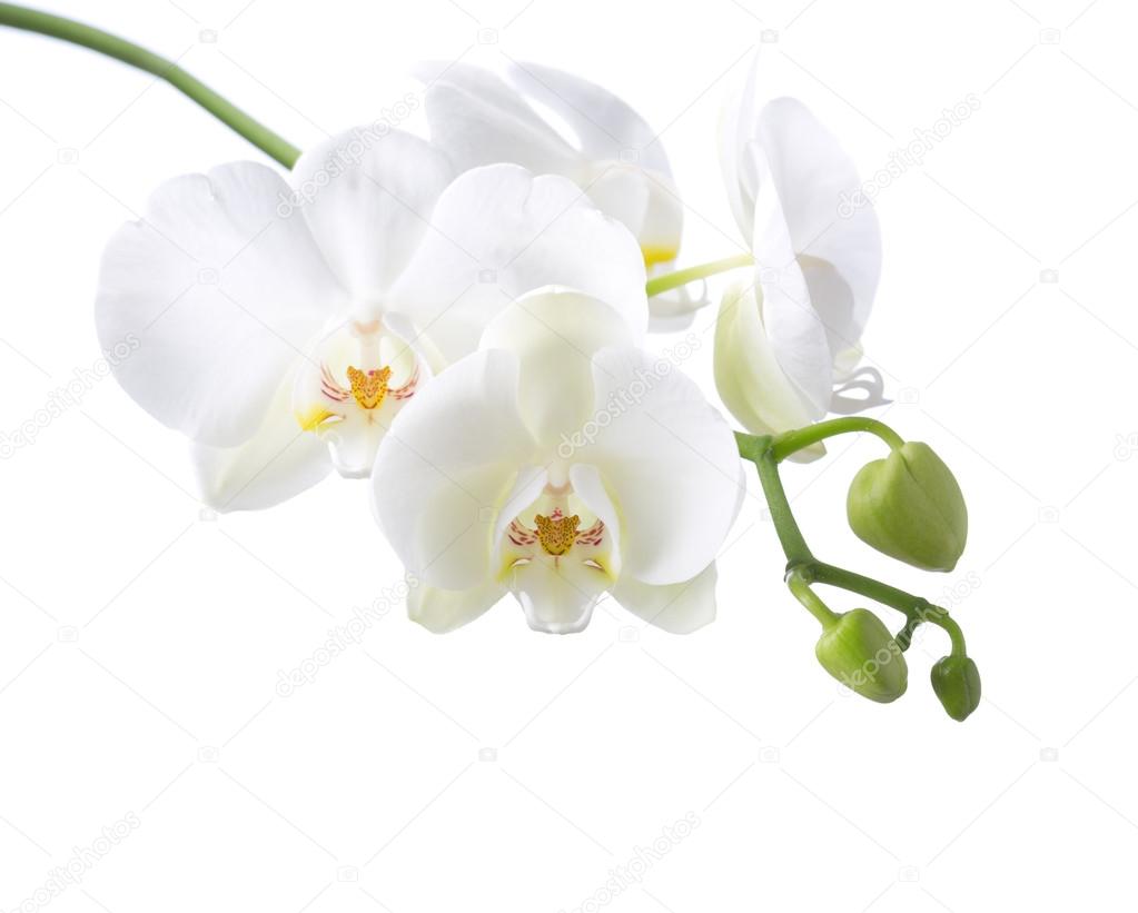 orchidee ⬇ rechtenvrije foto © antonel