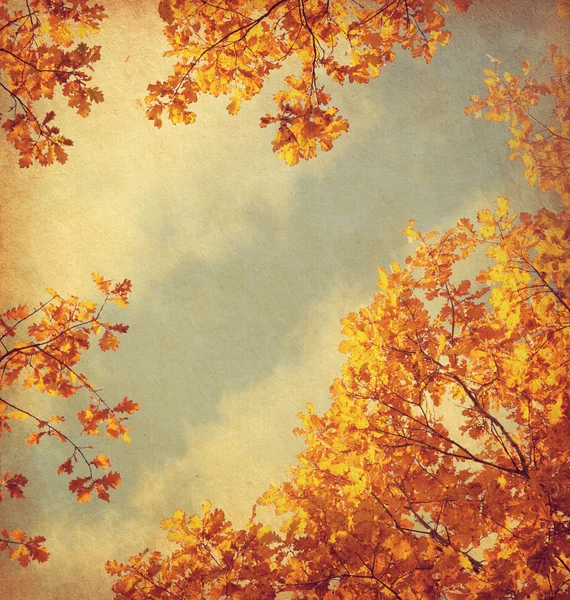 Feuilles d'automne — Photo