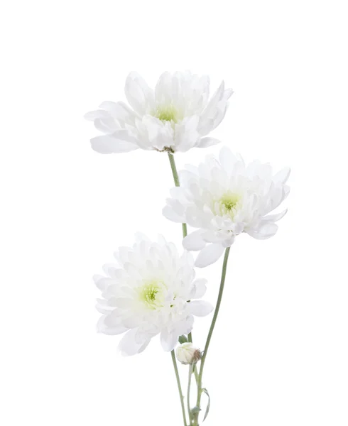 Three chrysanthemums — Stock Photo, Image