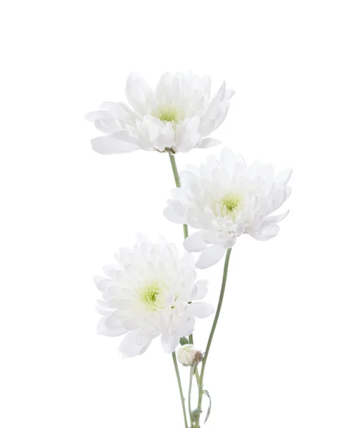 Drie chrysanten — Stockfoto