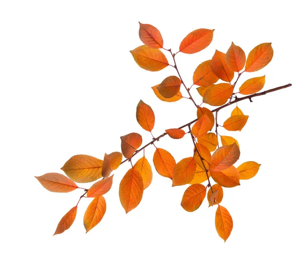Branch of autumn leaves — Stock Photo, Image
