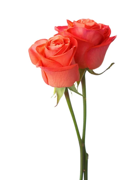 Two orange roses — Stock Photo, Image