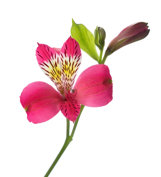 Blomma av alstroemeria — Stockfoto