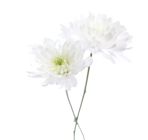 Два білих хризантем — стокове фото
