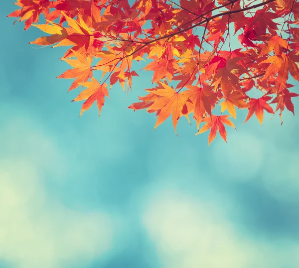 Kleurrijke Autumn Leaves tegen blauwe hemel. Getinte afbeelding — Stockfoto