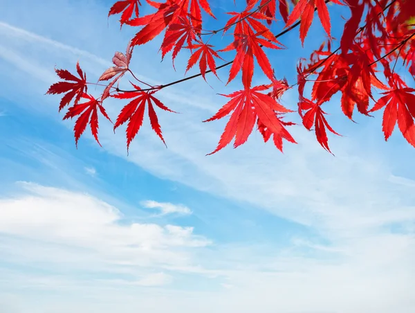 Red Autumn Leaves — Stock Photo, Image