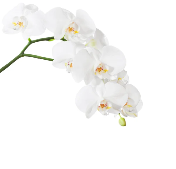 Weiße Orchidee auf weiß — Stockfoto