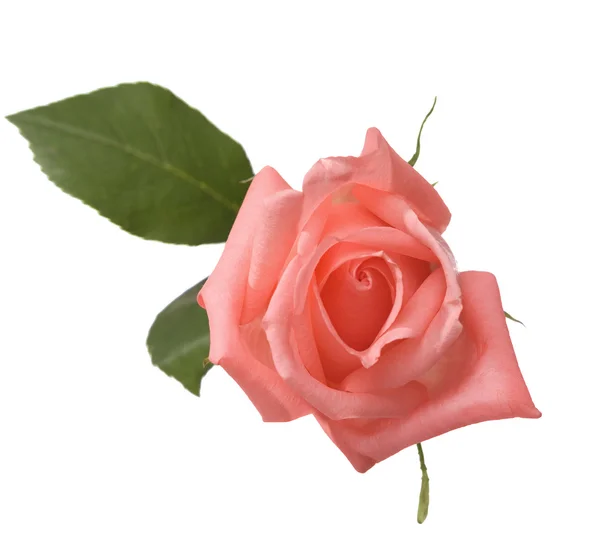 Бледная розовая роза — стоковое фото