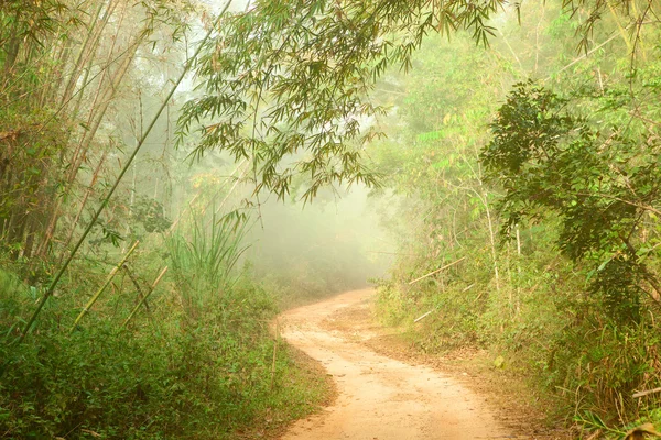 Straße im Dschungel. — Stockfoto