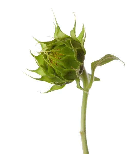 Bud of sunflower isolated on a white — Stock Photo, Image