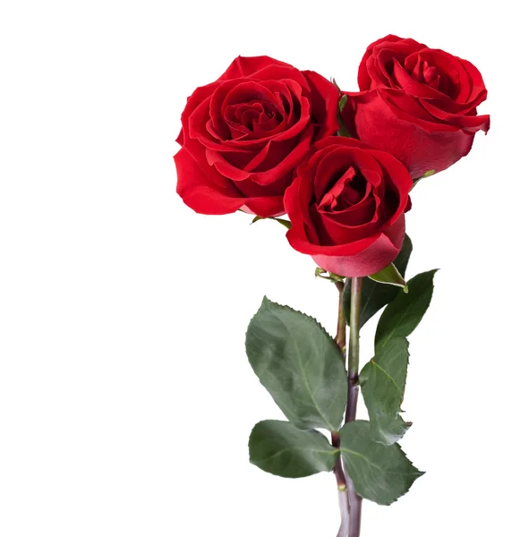 Three dark red roses — Stock Photo, Image