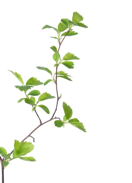 Branch with young green spring leaves — Stock Photo, Image