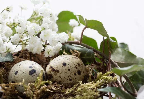 Two Quail eggs in nest. — Stock Photo, Image