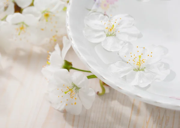 Schwimmende Blumen (Kirschblüte) in weißer Schale. — Stockfoto