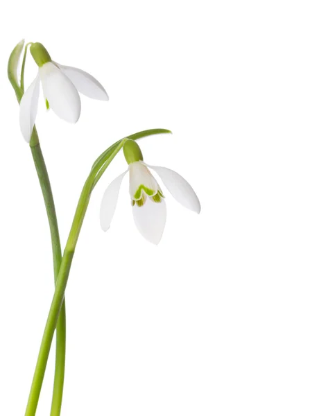 Deux fleurs de chute de neige isolées sur blanc — Photo